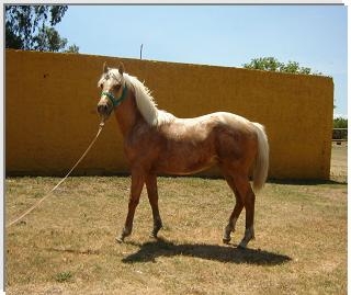 Caballos cuarto de milla en Capital Federal - Animales / Mascotas | 5356 Caballos cuarto de milla en Capital Federal - Animales / Mascotas | 5356