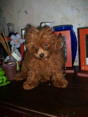 Fotos de Diminutisima hembra caniche toy roja de 3 meses en venta 2