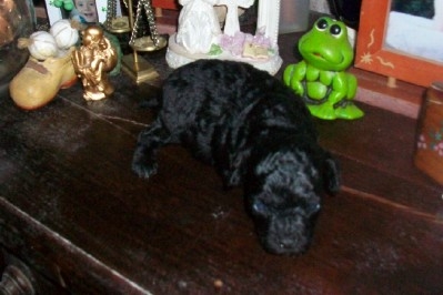 Fotos de Cachorra de caniche toy negra bien diminuta en venta 3