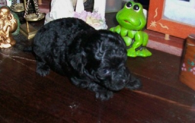 Fotos de Cachorra de caniche toy negra bien diminuta en venta 2