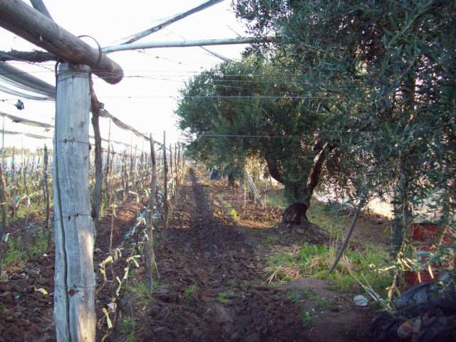 Hermoso terreno cultivado con viñedos y olivos en Mendoza - Terrenos