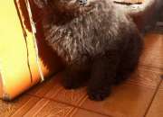 Hermoso cachorro de Caniche toy de color gris en venta