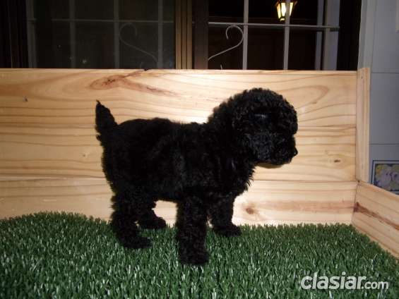 Caniche Toy Macho Negro Excelente Linea Con Papeles De Fca En Flores Animales Mascotas 2551