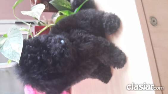 Fotos de Bellisimo caniche toy negro super pequeño a la venta 3